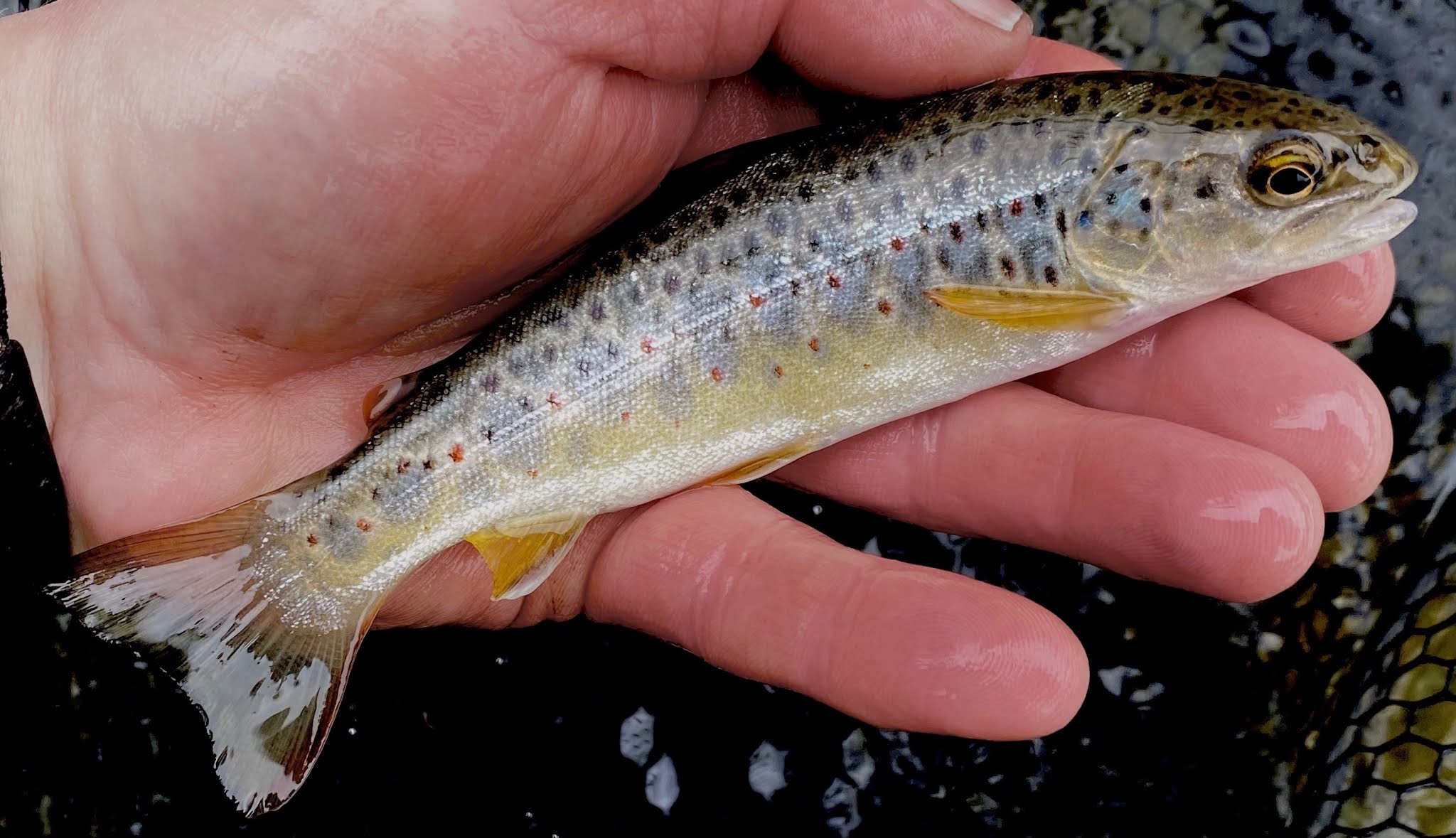 the meaning of a trout drifting the riffle
