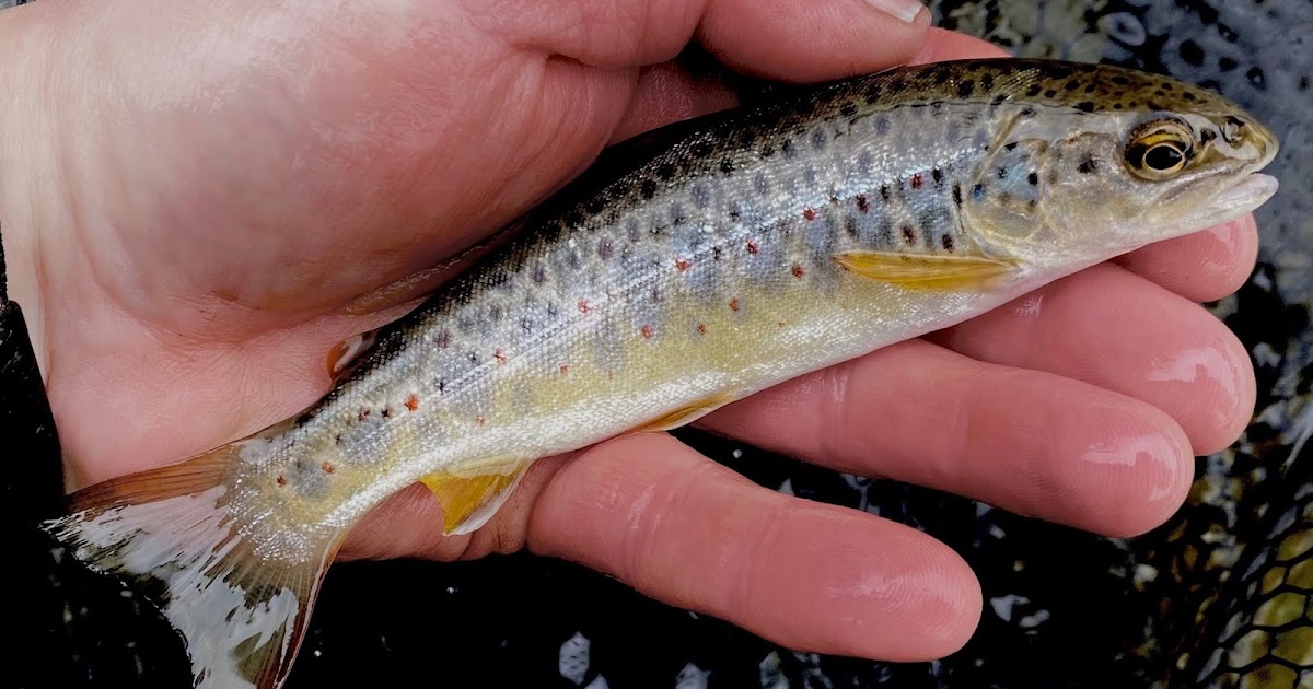 the meaning of a trout drifting the riffle