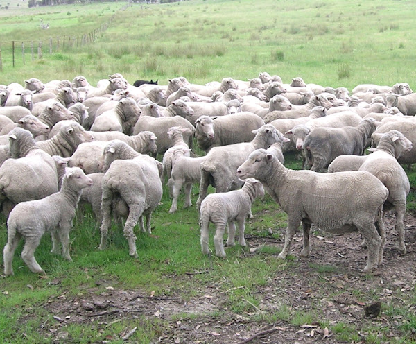 merino sheep, about merino sheep, merino sheep appearance, merino sheep breed, merino sheep breed info, merino sheep breed facts, merino sheep behavior, merino sheep care, caring merino sheep, merino sheep color, merino sheep characteristics, merino sheep development, merino sheep ewes, merino sheep facts, merino sheep for meat, merino sheep for wool, merino sheep history, merino sheep horns, merino sheep info, merino sheep images, merino sheep lambs, merino sheep meat, merino sheep origin, merino sheep photos, merino sheep pictures, merino sheep rarity, raising merino sheep, merino sheep rearing, merino sheep size, merino sheep temperament, merino sheep tame, merino sheep uses, merino sheep varieties, merino sheep weight