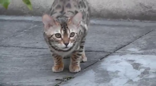 Les Chats Du bengal Ont-Ils Des Boules De Poils?