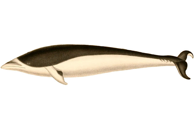 Güney gerçek balina yunusu
