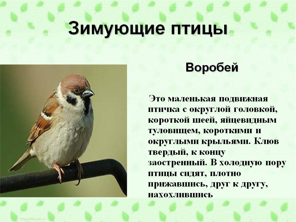 1 рассказ о птиц
