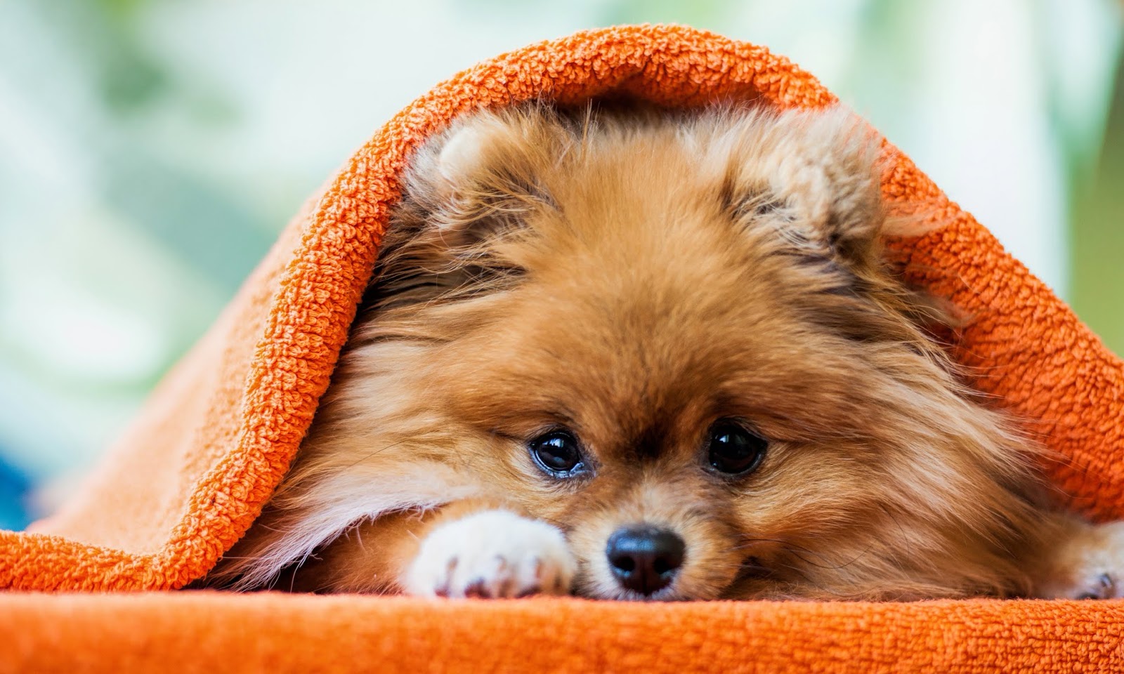 Cute Pomeranian Wallpapers HD
