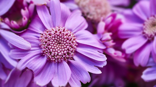 Purple flowers, petals, macro wallpaper