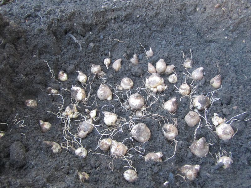Four Hills of Squash Digging Up Bulbs & Replanting Bulbs
