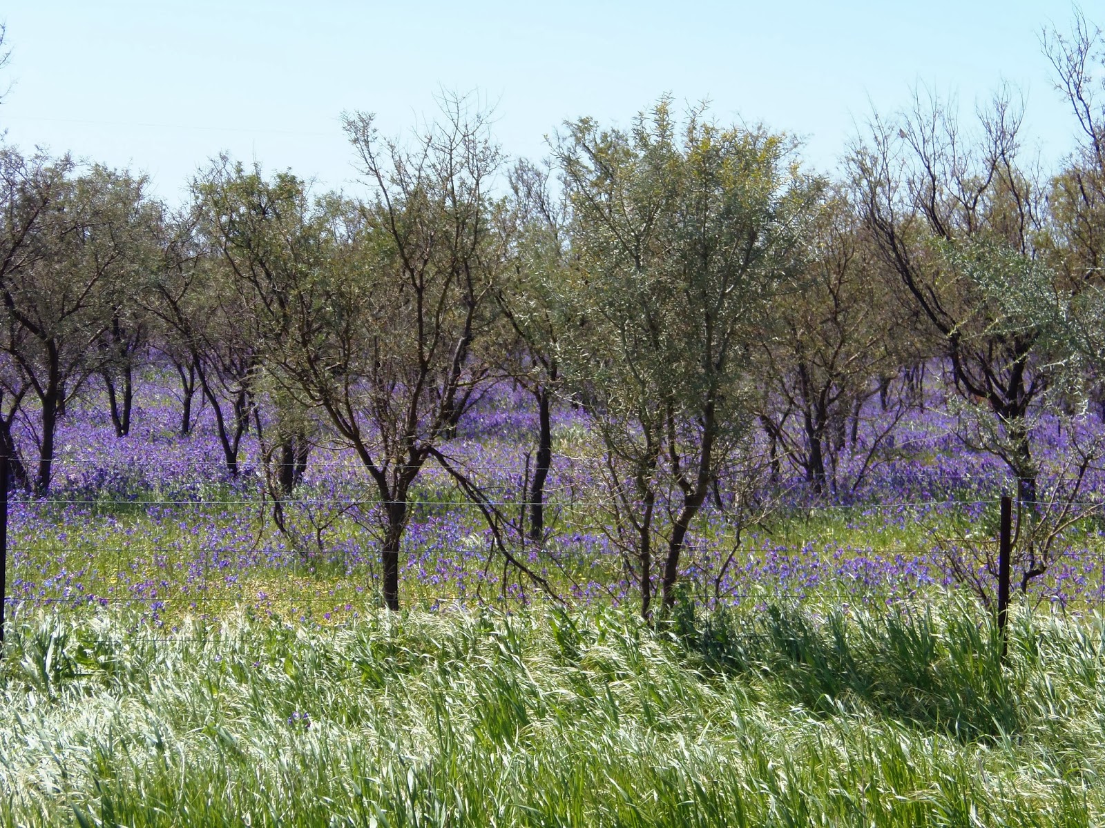 Solo Steve On The Road: TO QUORN SA and the FLINDERS RANGES