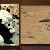 Grey Alien Head on Mars?