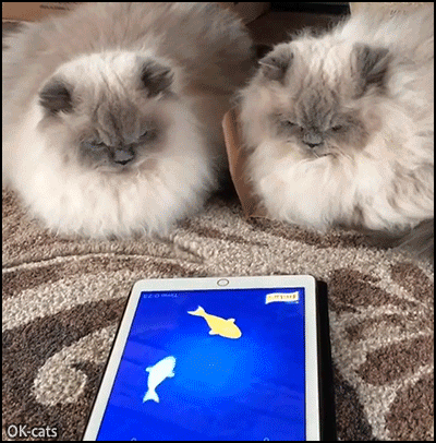 Funny Cat GIF • 2 beautiful fluffy cats chilling and watching 2 swimming fishes on iPad... Funny Cat GIF • 2 beautiful fluffy cats chilling and watching 2 swimming fishes on iPad...