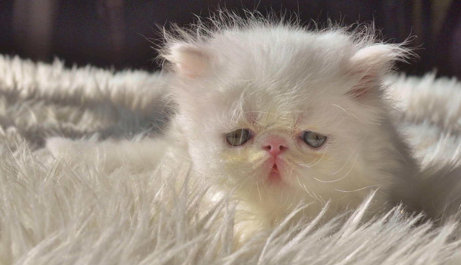 Exotic Shorthairs and Persians in Idaho Kittens on their way! Stoik