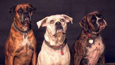 33 Best Big Dog Names Perfect for Your Pooch 