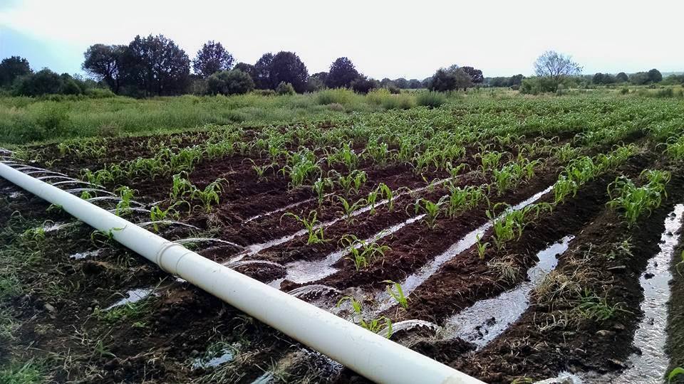 Flood Irrigation