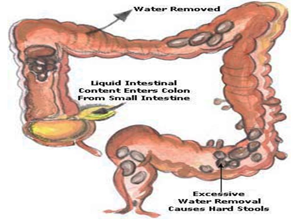 SONU ACADEMY: HUMAN DIGESTIVE SYSTEM-PART-5-TEXT