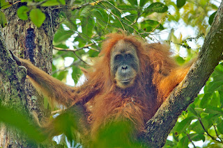 Dişi tapanuli orangutanı