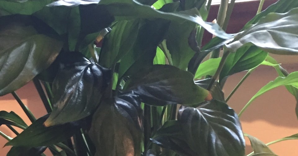 Chertsey Plant potty