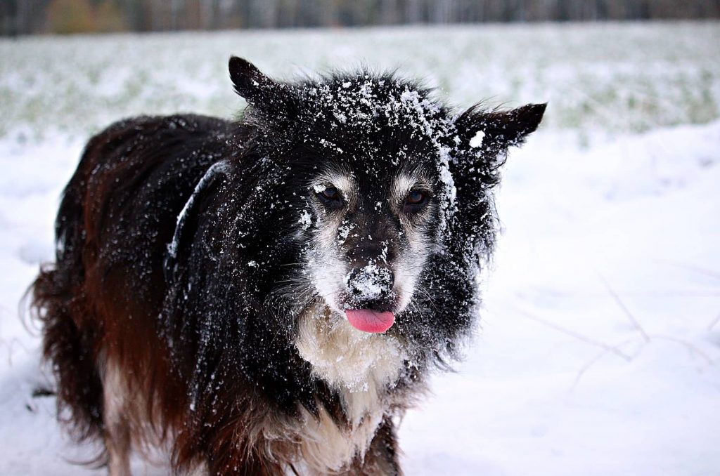 How to Help Your Dog Survive Winter Season Doglopedix