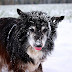 How to Help Your Dog Survive Winter Season