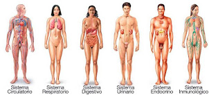 sistema del cuerpo  humano