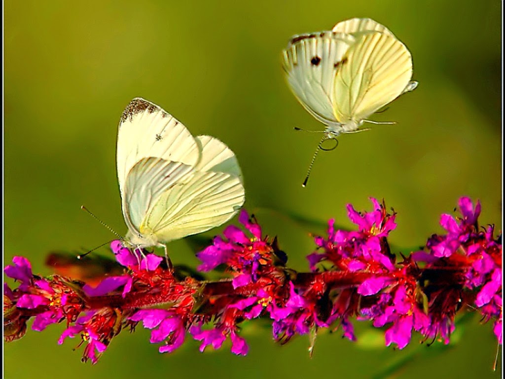 Featured image of post Free Pictures Of Flowers And Butterflies