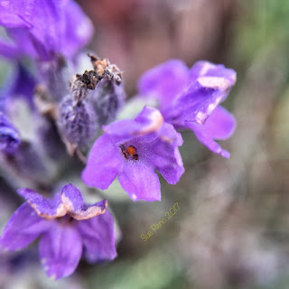 Lavender flowers_macro_Sue Reno
