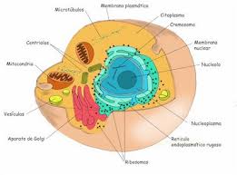 Celula eucariota o eucarionte