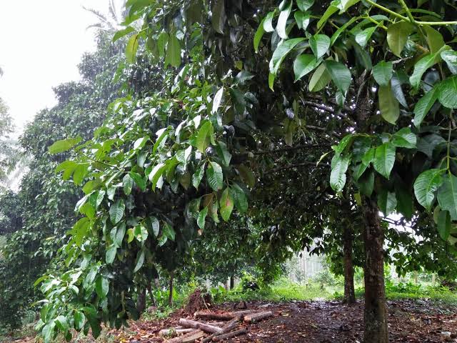 Dijual segera! Kebun manggis di Wanayasa. MURAH! - MangEnjang.com
