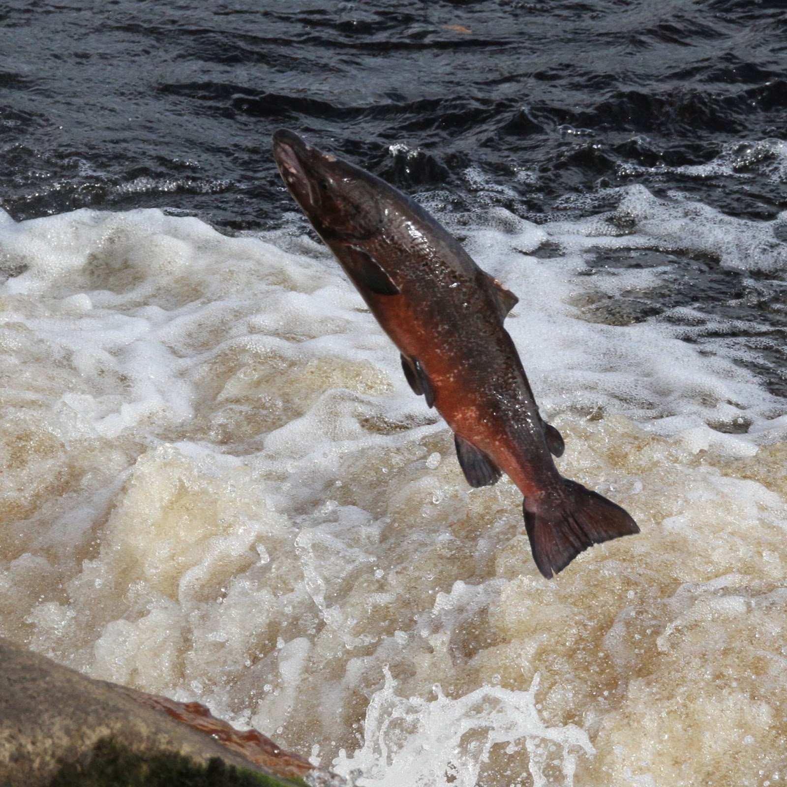 TrogTrogBlog Leaping salmon at Hexham weir