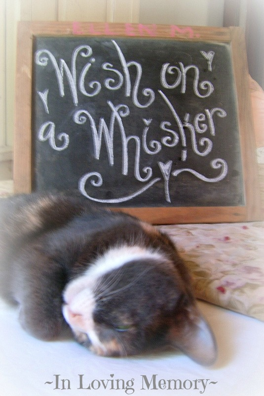 Wish on a Whisker