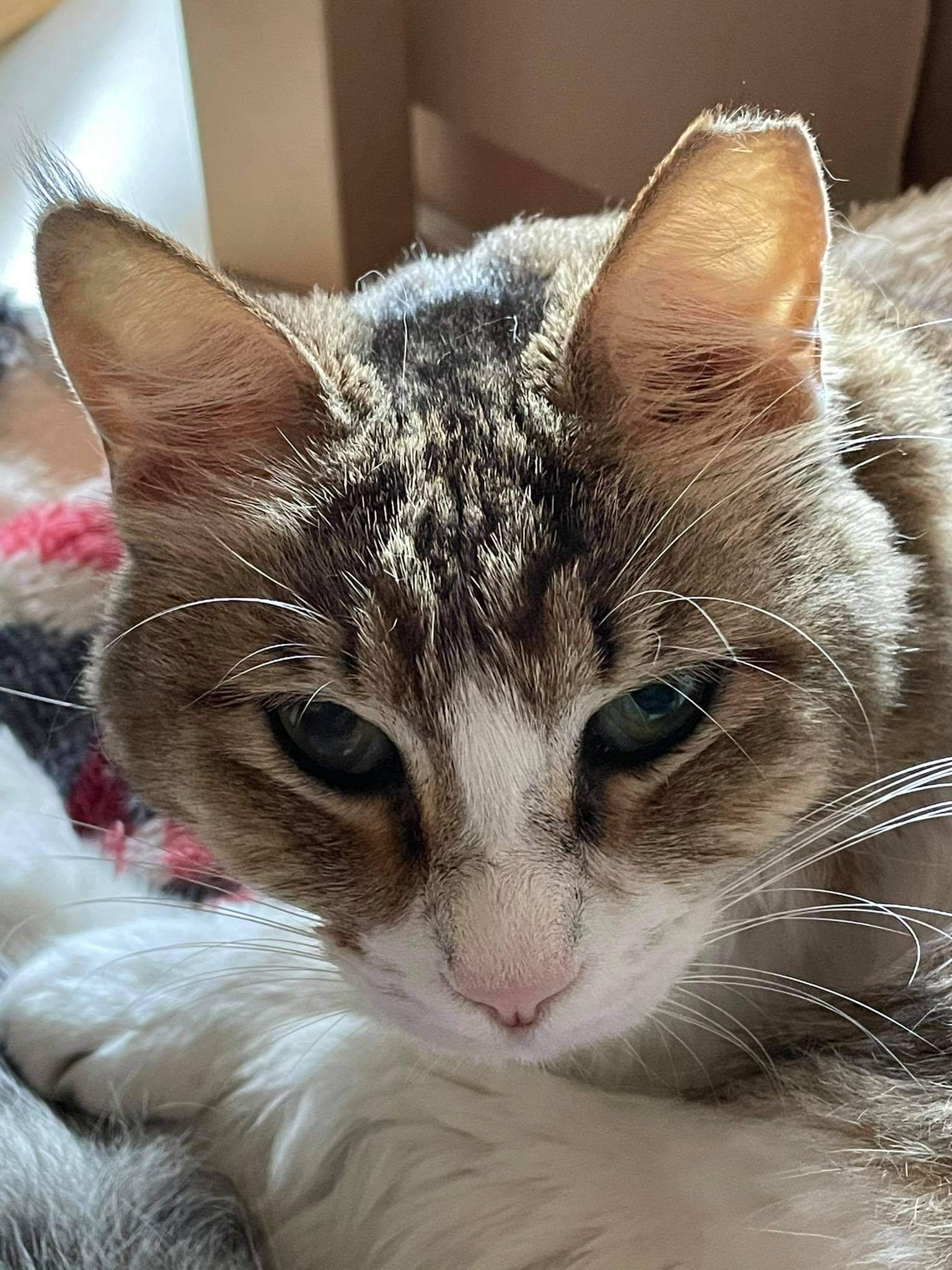 My home and my garden The cat from Dubai.