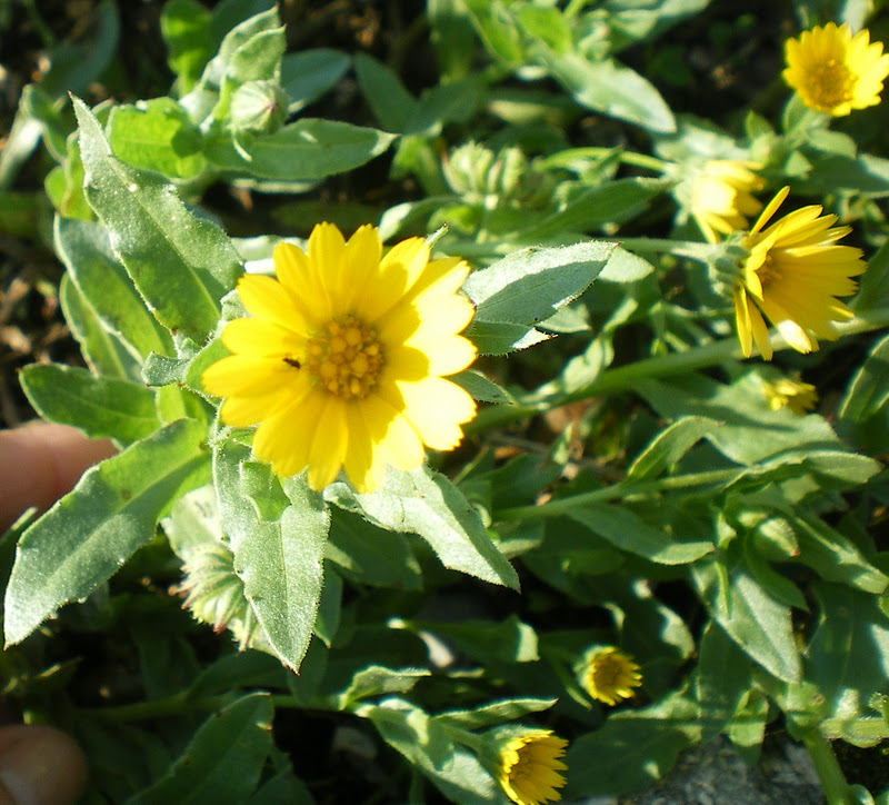 HORTA À PORTA CALENDULA ARVENSIS (CALÊNDULA, ERVA VAQUEIRA)