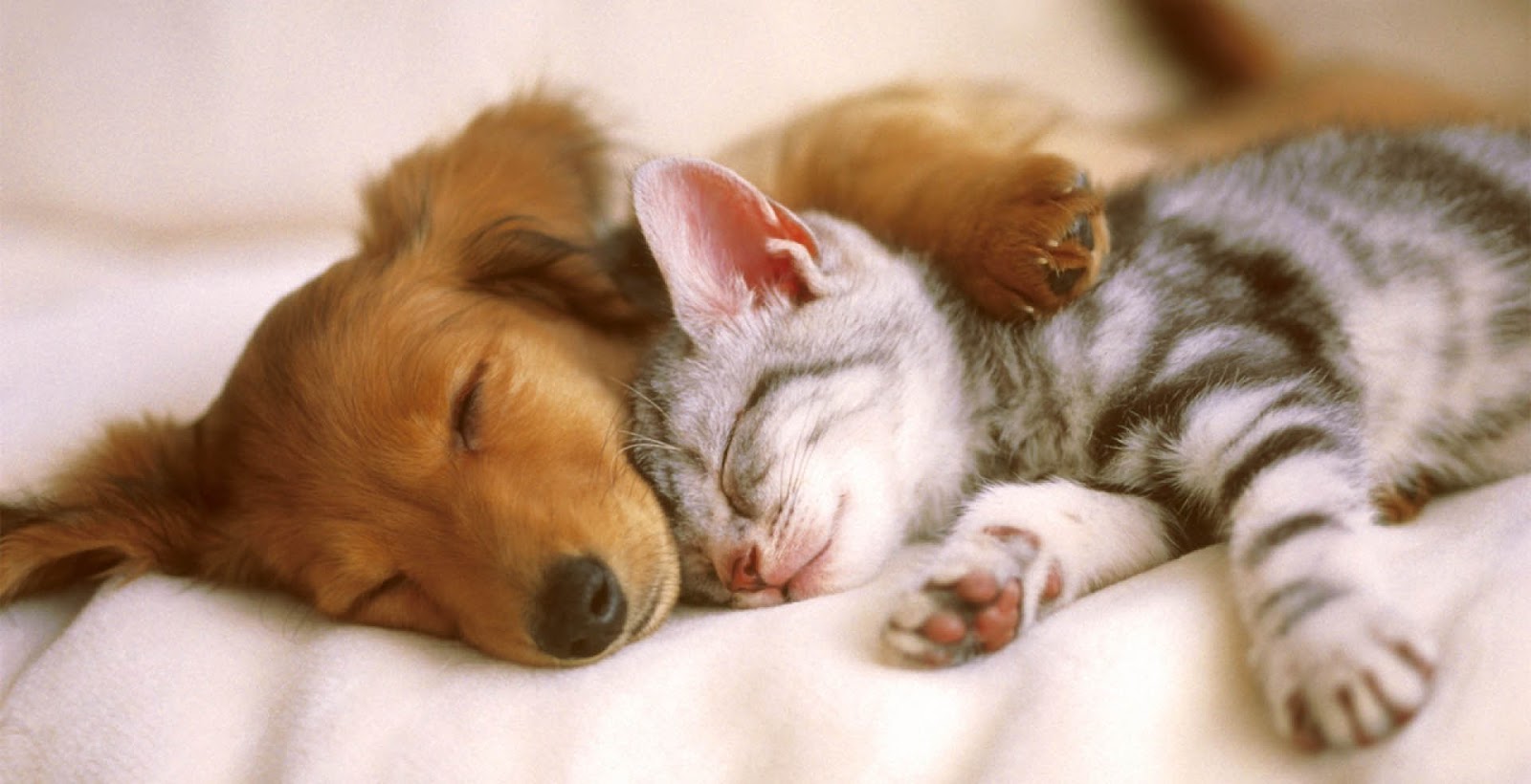 Is the Pack Theory in Dogs Outdated? Australian Dog Lover