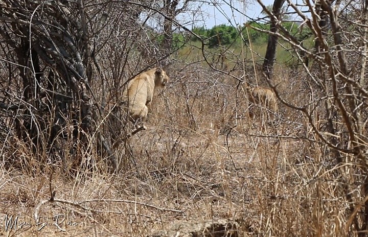 Leonas en Sabie River, Kruger Leonas-Sabie-River-Kruger