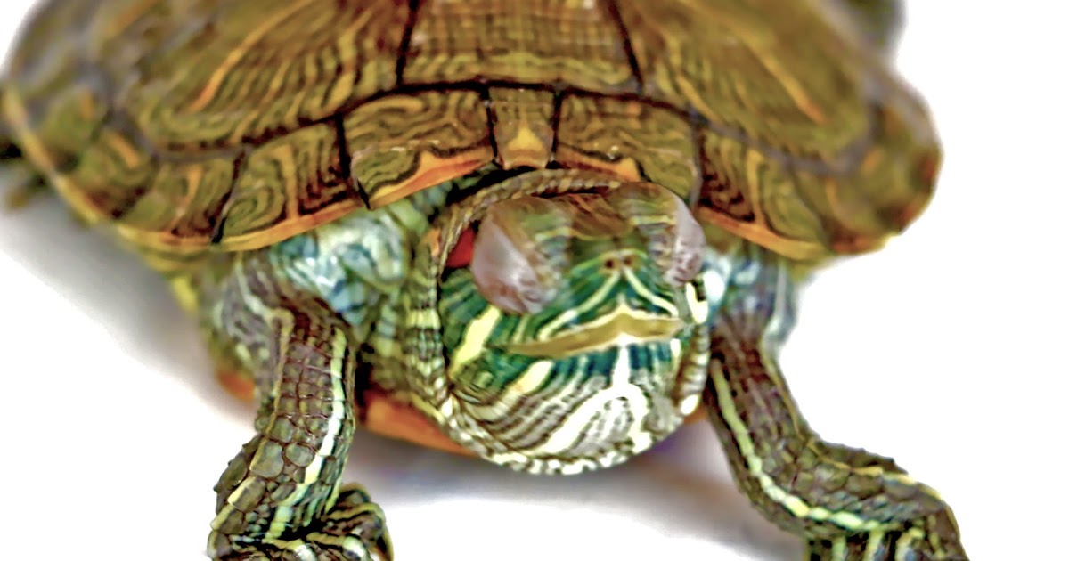 turtle and pigeon sorty turtle and pigeon sorty