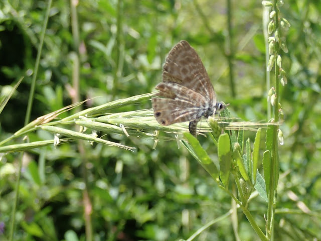 Leptotes pirithous Leptotes pirithous