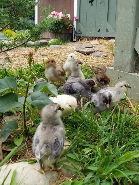 baby chicks in the grass