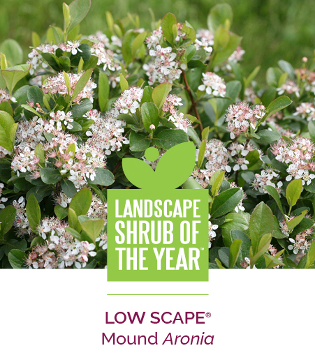 Proven Winners Colorchoice Plant Of The Week Plant Of The Week