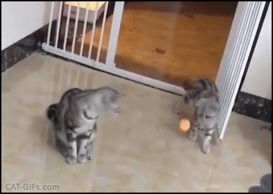 Funny Cat GIF • 2 funny cats looking a bouncing ping pong ball, bobbing their heads in sync Funny Cat GIF • 2 funny cats looking a bouncing ping pong ball, bobbing their heads in sync