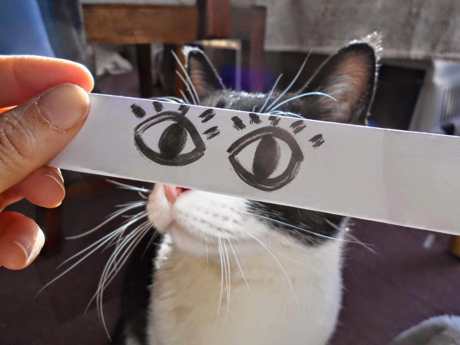 Pozitifland KEDİ MONTAJI (!)