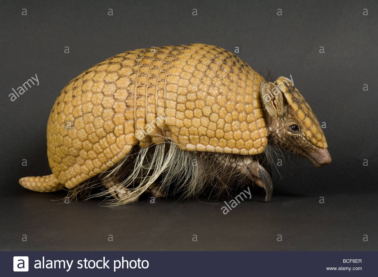 Mamíferos y marsupiales mammals of the earth Armadillo de tres bandas