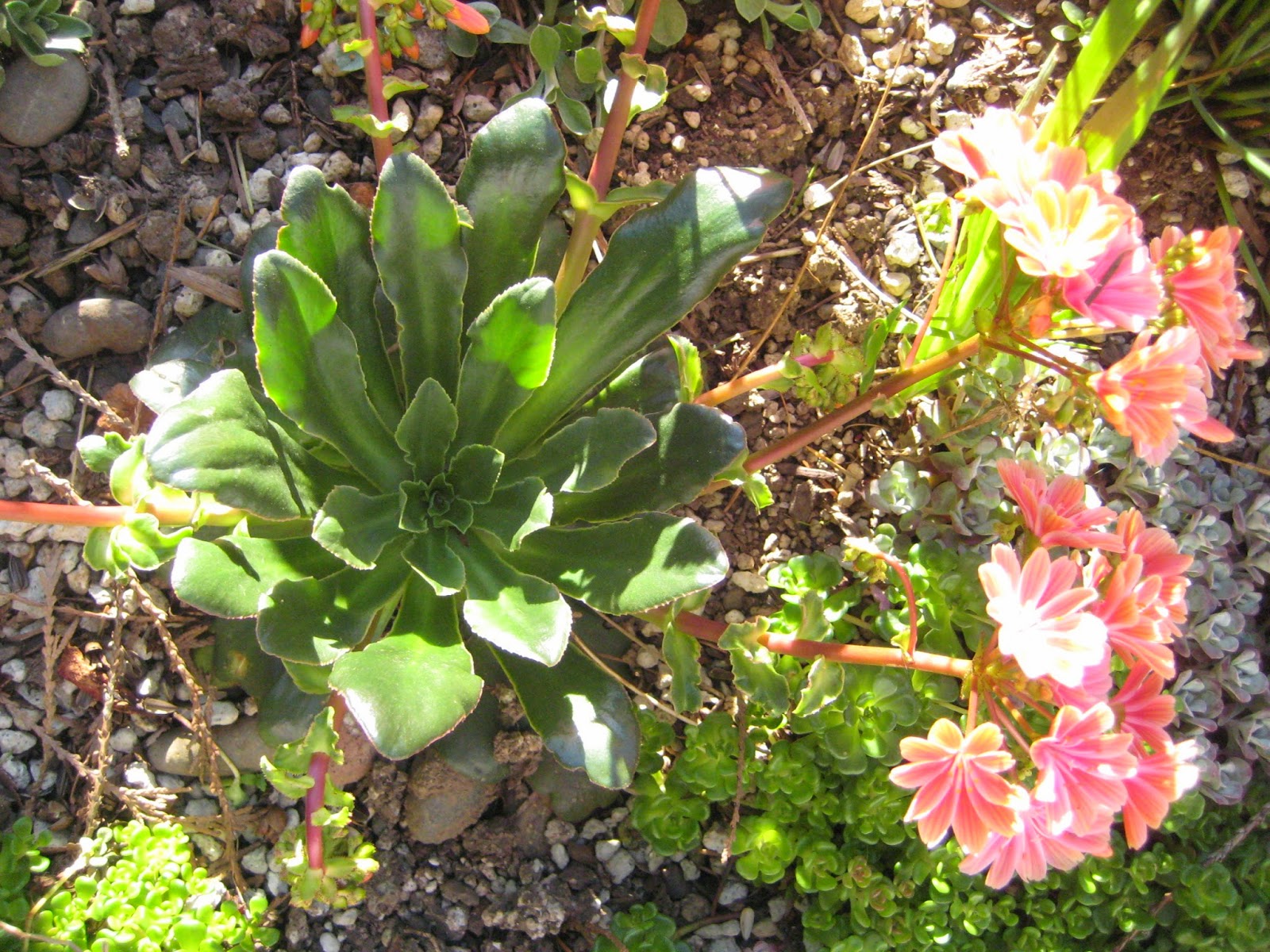 Plantpostings Plant Of The Month Currant