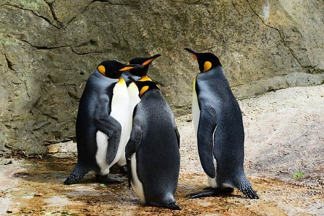 fakta menarik tentang penguin
