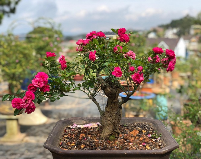 KiViBaRa: Hoa hồng Bonsai - Nét đẹp Cổ kính mang hơi thở Hiện đại