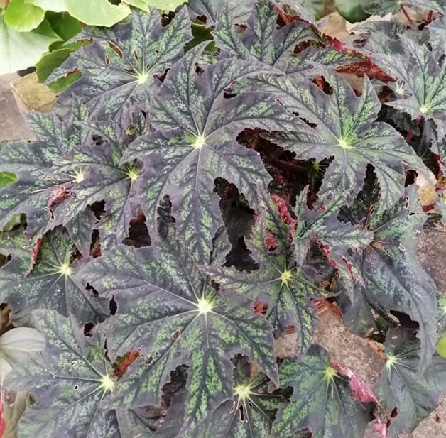 Garden Chronicles of James David Star Begonia / Begonia heracleifolia