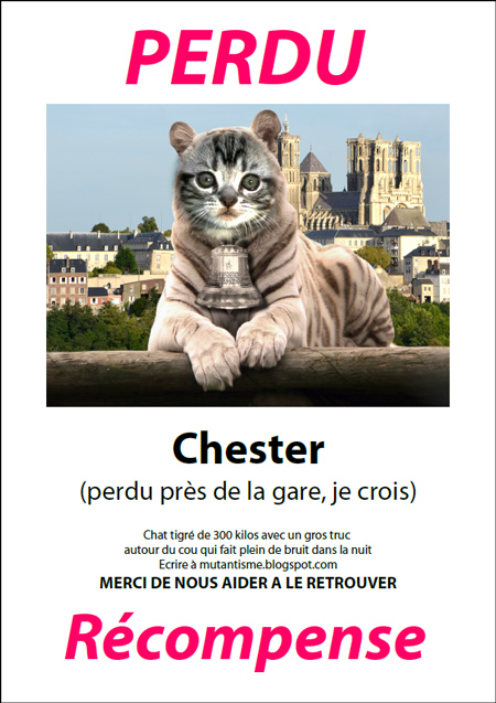 avis de recherche chat