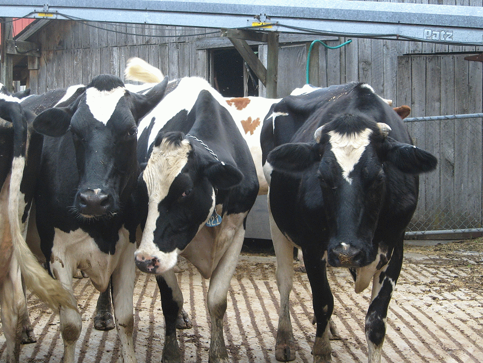 Cow Gif You Want Some Of This