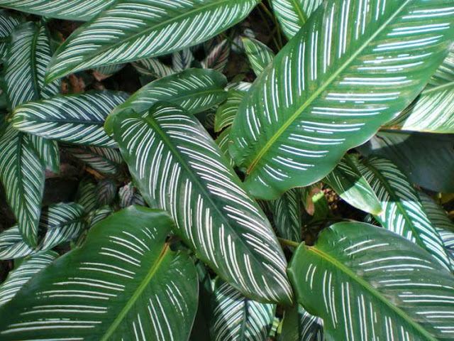 Calathea_ornata_