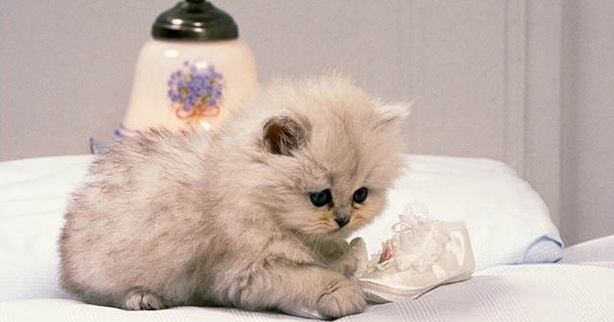 Lolobetan Cat Wallpapers For Mobile