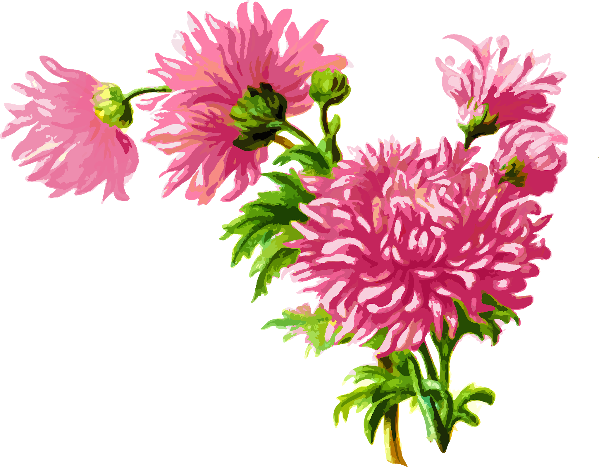 Clip Art Flowers On A Transparent Background