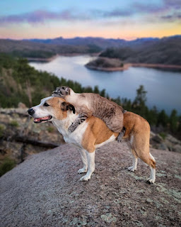 Este perro y gato son mejores amigos y están viajando por el mundo juntos