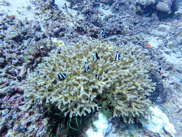 Coral Seafan - Gili Meno - Bali Lombok