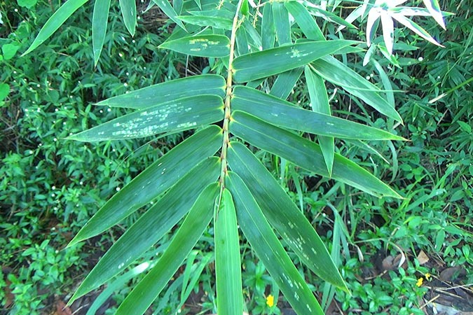 Dlium Hedge bamboo (Bambusa multiplex)